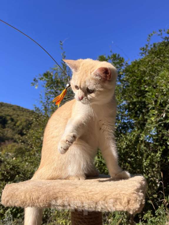 Кошки в Геленджике:  золотой котенок Мальчик, 9 000 руб. - фото 7