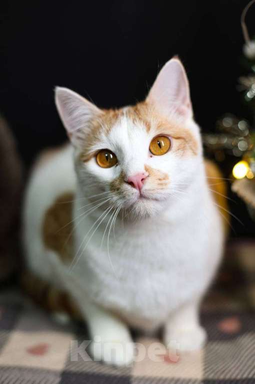 Кошки в Москве: кот Рыжулькин ищет дом Мальчик, Бесплатно - фото 1