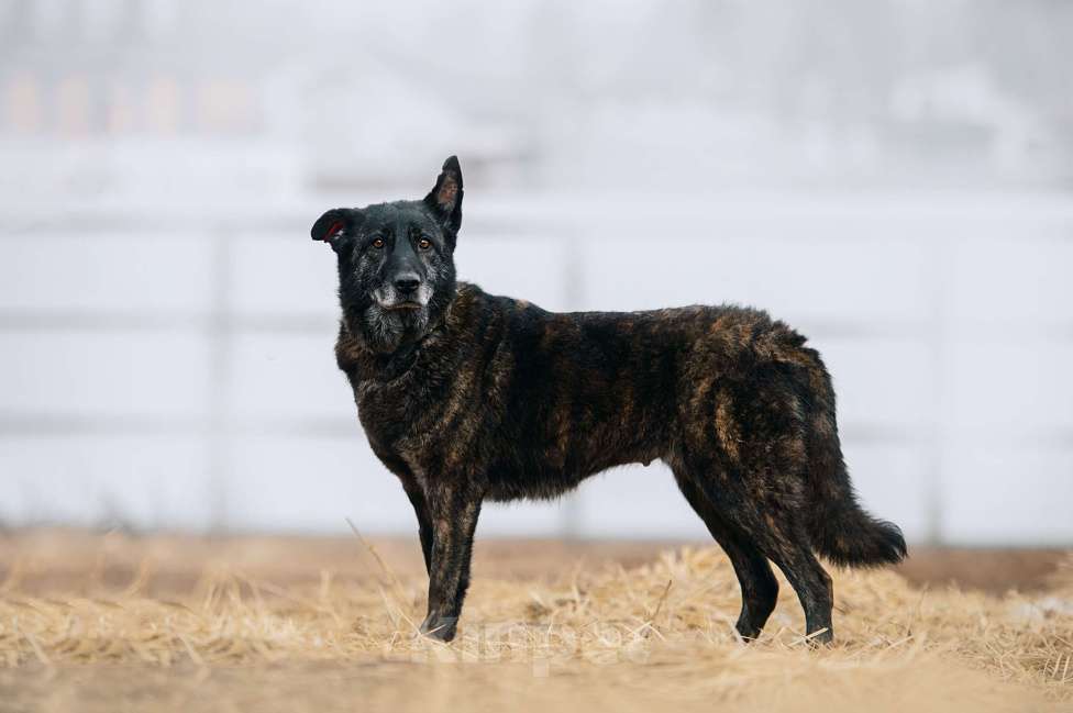 Собаки в Москве: Нюська Девочка, Бесплатно - фото 3