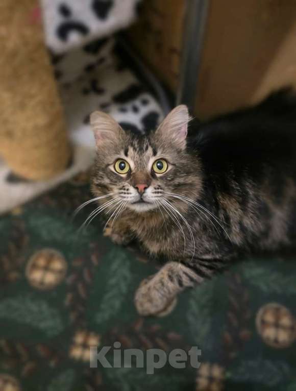 Кошки в Санкт-Петербурге: Яша ( лесной кот) Мальчик, Бесплатно - фото 5