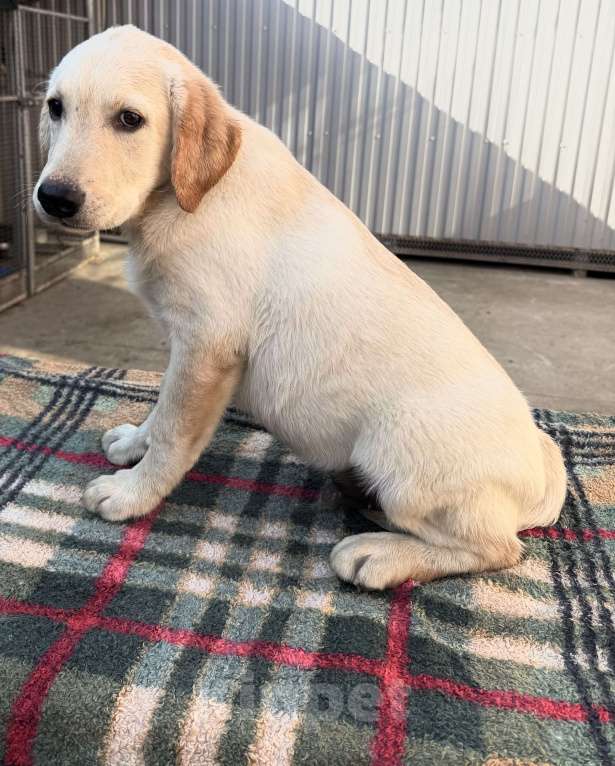 Собаки в Краснодаре: Щенки лабрадора палевые ркф Мальчик, 25 000 руб. - фото 9