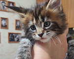 Кошки в Озерске: Ласковая и игривая кошечка Девочка, 35 000 руб. - фото 2