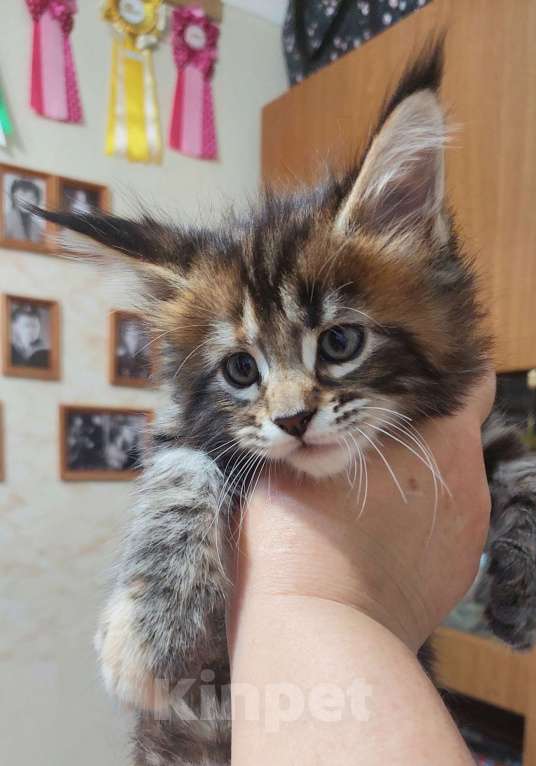 Кошки в Озерске: Ласковая и игривая кошечка Девочка, 35 000 руб. - фото 2