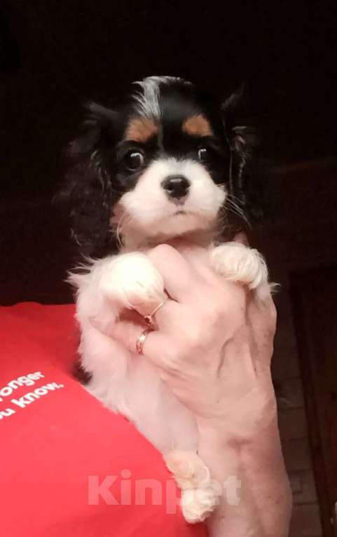 Собаки в Москве: Девочка Кавалер Кинг Чарльз  Девочка, Бесплатно - фото 3