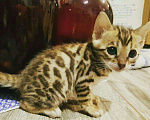 Кошки в Ярославле: Бенгальские котята, 12 000 руб. - фото 3