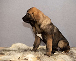 Собаки в Нижнем Новгороде: Щенки испанского мастифа, 40 000 руб. - фото 2