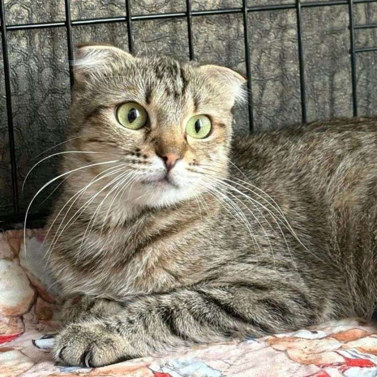 Кошки в Москве: Вислоухой кошечке грозит улица! Срочный поиск дома! Девочка, Бесплатно - фото 2