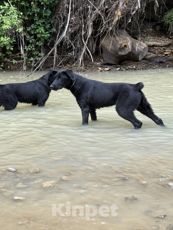 Собаки в других городах Краснодарского края: Уникальный щенок «ризеновчарик» мальчик Джекки  Мальчик, 1 000 руб. - фото 6