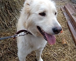 Собаки в Нижневартовске: Белочка в добрые руки Девочка, Бесплатно - фото 1