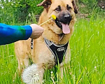 Собаки в Москве: Некрупный солнечный пес Айк ищет дом Мальчик, 10 руб. - фото 2