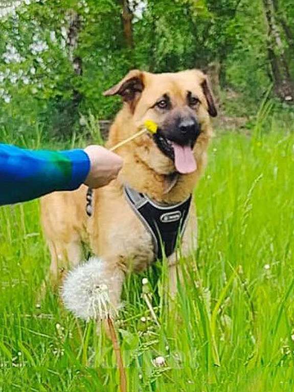 Собаки в Москве: Некрупный солнечный пес Айк ищет дом Мальчик, 10 руб. - фото 2