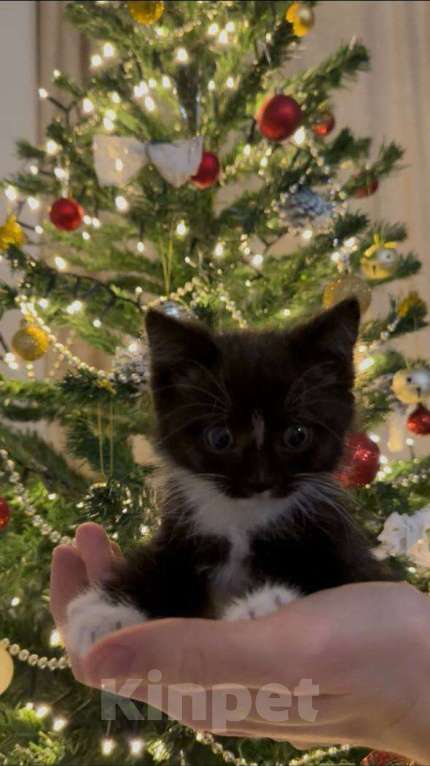 Кошки в Москве: котята ищут дом Мальчик, Бесплатно - фото 8