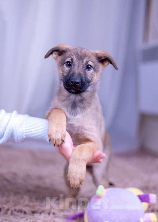 Собаки в Ногинске: Шанель - щенок в поиске дома Девочка, Бесплатно - фото 1