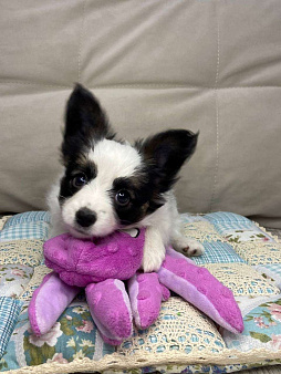 щенки папийона 