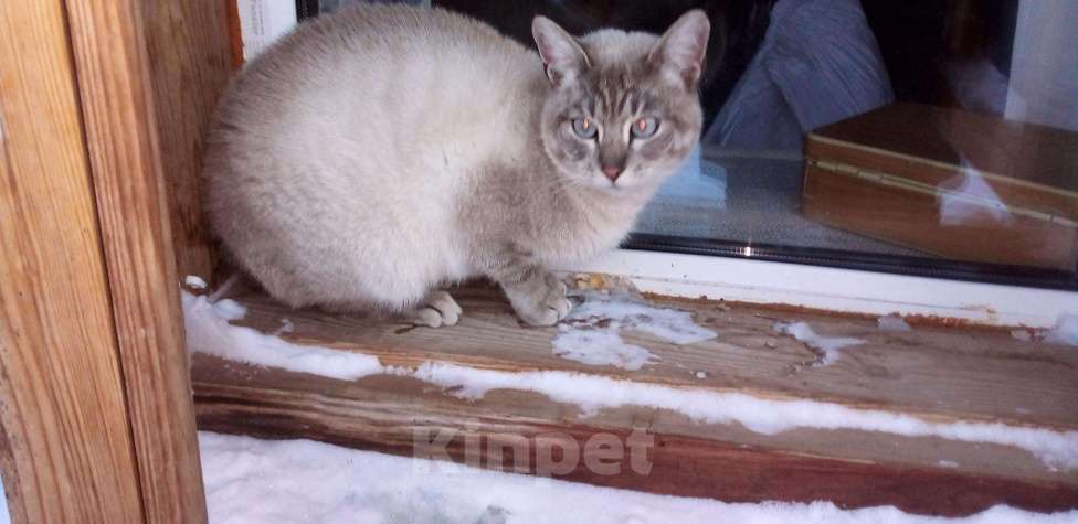 Кошки в Азове: прибилась сиамская кошка, бывшедомашняя, 1 руб. - фото 1