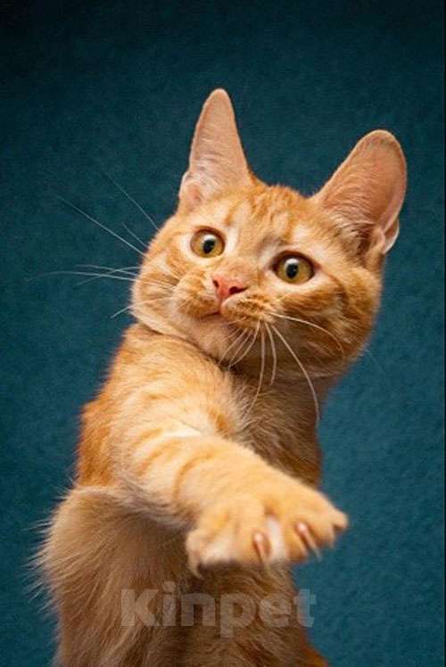 Кошки в Москве: Рыженькое солнышко Юна,чудесный ласковый котенок в добрые руки Девочка, 10 руб. - фото 9