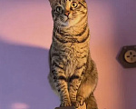 Кошки в Санкт-Петербурге: Кошечка для души Девочка, Бесплатно - фото 9