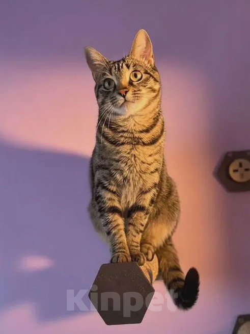 Кошки в Санкт-Петербурге: Кошечка для души Девочка, Бесплатно - фото 9