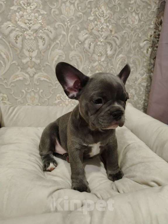 Собаки в Химках: Голубая француженка Девочка, 150 000 руб. - фото 1