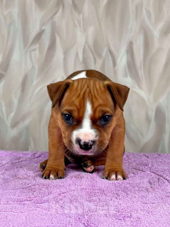 Собаки в Москве: Очаровательная малышка амстаффа  Девочка, 35 000 руб. - фото 9