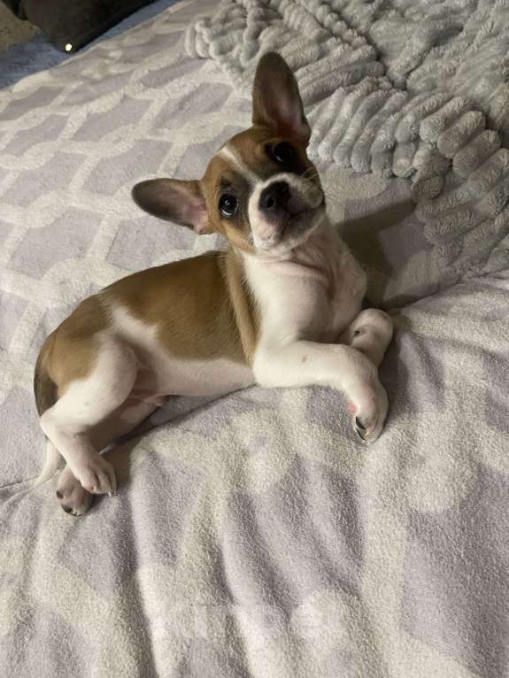 Собаки в Новосибирске: Очаровательный малыш Мальчик, 5 000 руб. - фото 3