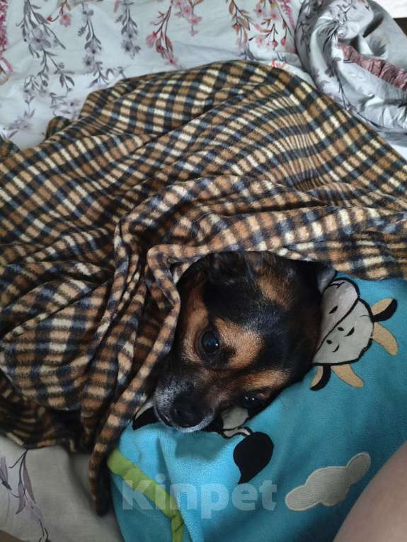 Собаки в Тосно: Мухтар, 6 лет Мальчик, Бесплатно - фото 2