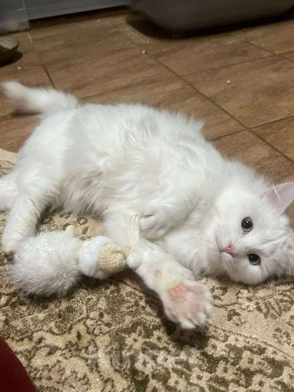 Кошки в Санкт-Петербурге: Безумно красивый котёнок Мальчик, Бесплатно - фото 3