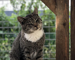 Кошки в Яхроме: Молодой котик ищет дом Мальчик, Бесплатно - фото 3