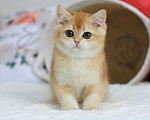 Кошки в Владивостоке: Роскошный британский котенок Мальчик, 150 000 руб. - фото 2
