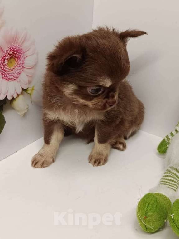 Собаки в других городах Московской области: Кузенька Мальчик, 40 000 руб. - фото 3