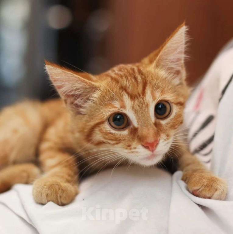 Кошки в Москве: Котенок грустит в клеточке  Девочка, Бесплатно - фото 5