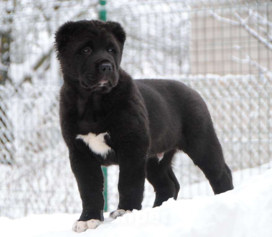 Собаки в Саратове: Роскошный кобель сао Мальчик, Бесплатно - фото 1