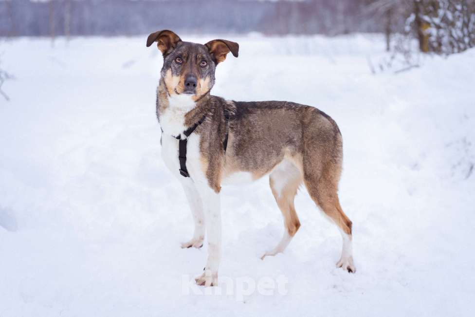 Собаки в Москве: Невероятно умная и ласковая Белка ищет своих людей Девочка, Бесплатно - фото 5