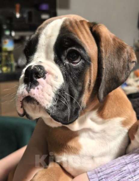 Собаки в Екатеринбурге: Мальчик Мальчик, 1 руб. - фото 1