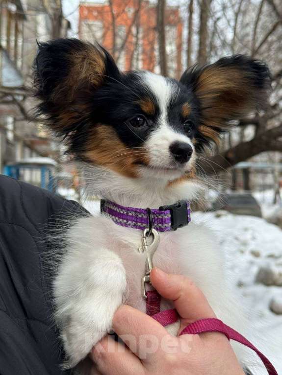 Собаки в Нижнем Новгороде: Щенок породы Континентальный той спаниель Папийон Девочка, Бесплатно - фото 1