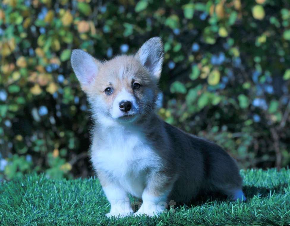 Собаки в Москве: вельш корги пемброк Девочка, 80 000 руб. - фото 2