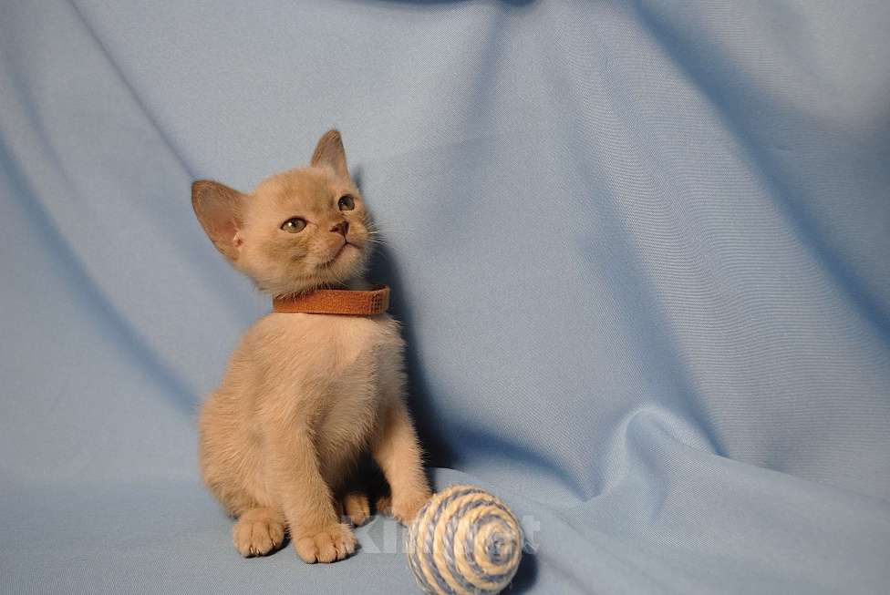 Кошки в Москве: Бурманские котята Девочка, 60 000 руб. - фото 5