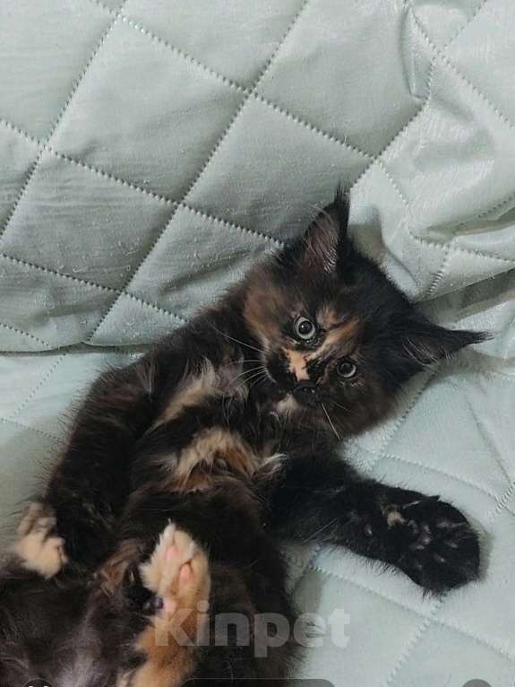 Кошки в Озерске: Шикарная крупная меховая черепашка с ярким,  забавным окрасом Девочка, 35 000 руб. - фото 2