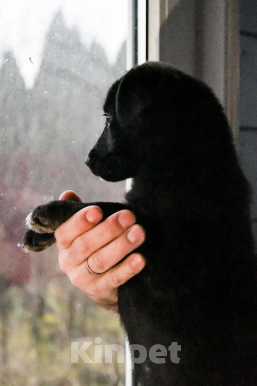 Собаки в Лосином-Петровском: Джемма малышка из Волгорада в мо Девочка, Бесплатно - фото 6