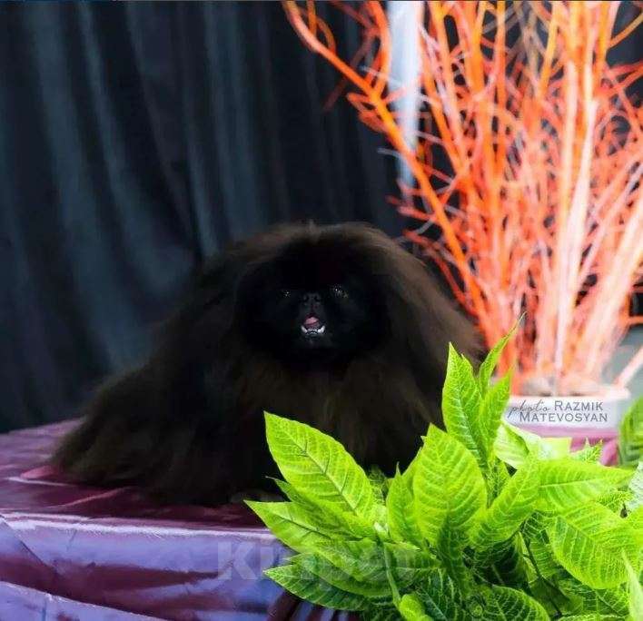 Собаки в Самаре: Пекинес Мальчик, Бесплатно - фото 2