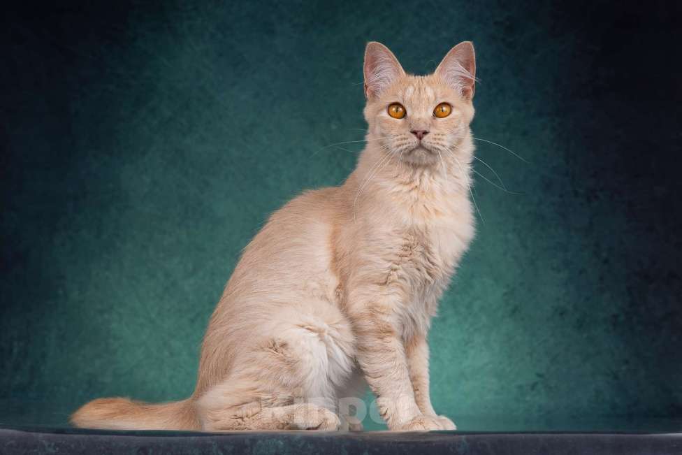 Кошки в Москве: Невероятно ласковая пушистая рыжая кошка Абигэль в дар Девочка, 1 руб. - фото 5