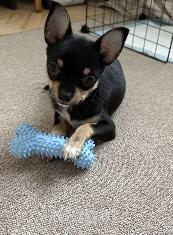 Собаки в Москве: Чихуахуа, щенок Мальчик, 20 000 руб. - фото 3