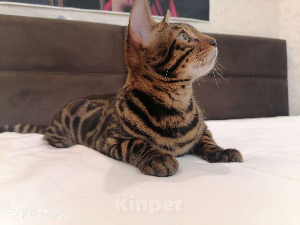Кошки в Санкт-Петербурге: Бенгальский котенок юниор 7мес Мальчик, 50 000 руб. - фото 2