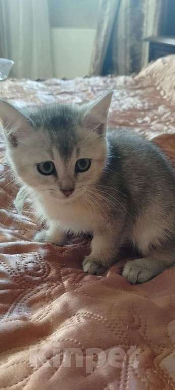Кошки в Долгопрудном: Шотландские котята от золотой шиншилы  Девочка, 4 000 руб. - фото 2