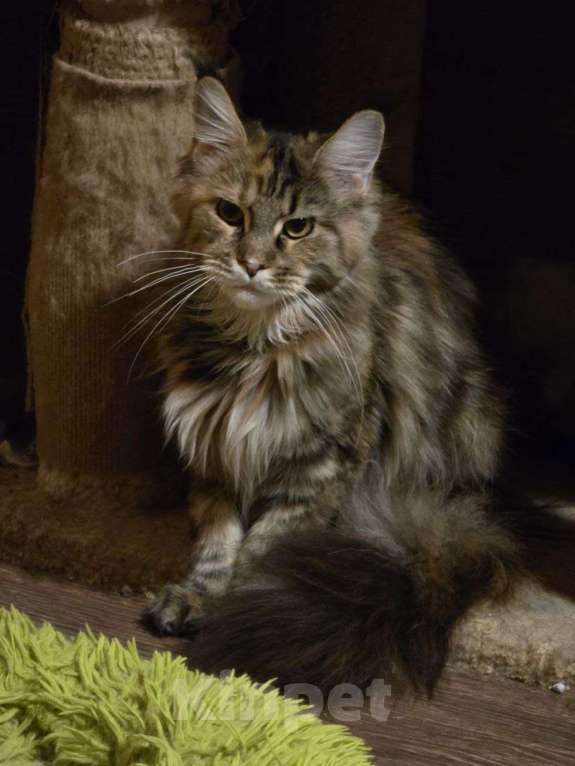 Кошки в Москве: Мейн-кун девочка подросторк Девочка, 1 000 руб. - фото 1