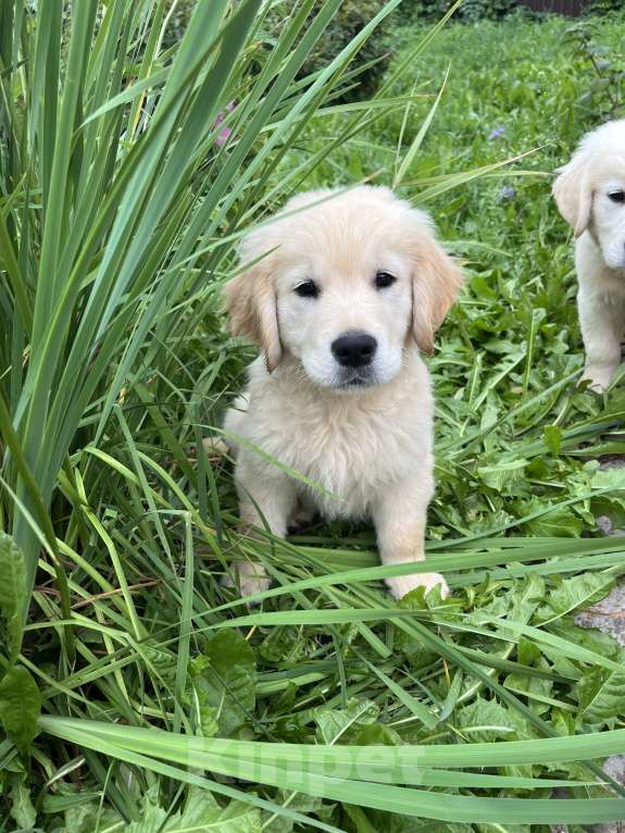 Собаки в других городах Тверской области: Щенки золотистого ретривера (возможна доставка по городу Тверь ) Мальчик, 80 000 руб. - фото 4