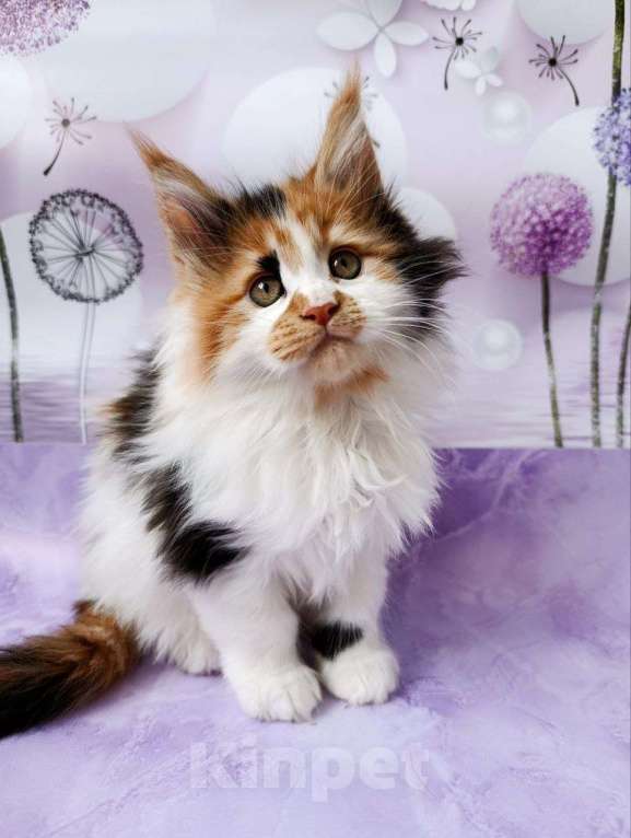 Кошки в Москве: Хонда Девочка, 75 000 руб. - фото 4