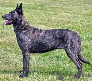 Собаки в Москве: Прекрасные щенки Голландской овчарки Девочка, 120 000 руб. - фото 2