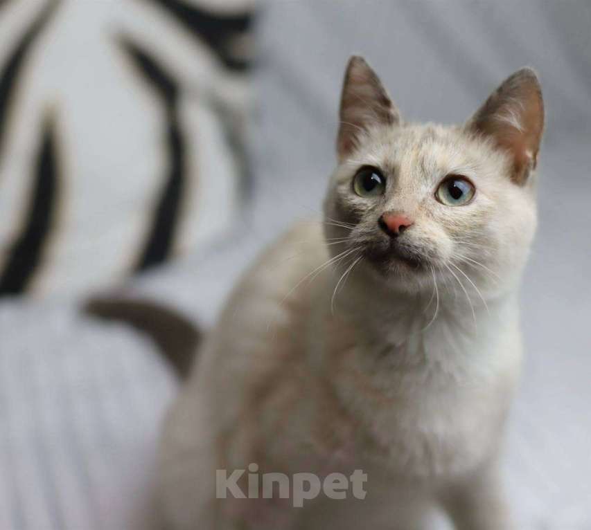 Кошки в Балашихе: Айоли Девочка, Бесплатно - фото 4