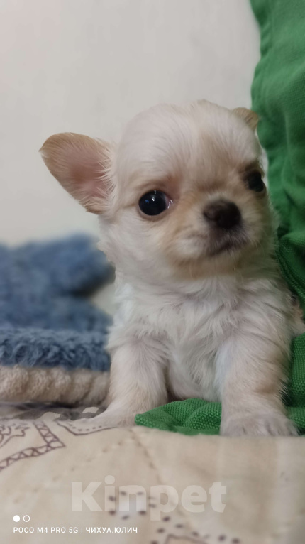Собаки в Москве: Красивый малыш, маленького размера Мальчик, 40 000 руб. - фото 6